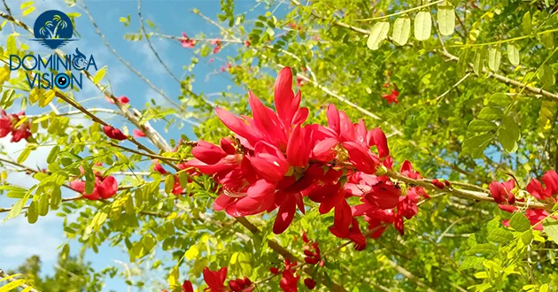 گل ملی دومینیکا
